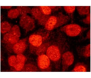bovine anti-goat IgG-CFL 555: sc-362264. Immunofluorescence staining of methanol-fixed HeLa cells showing nuclear localiza 