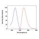 CruzFluor sm™ 1 succinimidyl ester: sc-362576 