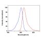 CruzFluor sm™ 2 azide : sc-394014