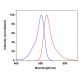 CruzFluor sm™ 2 maleimide: sc-362581