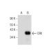 CRX Antibody (B-11) - Western Blotting - Image 282435