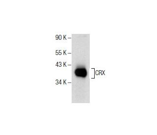 CRX Antibody (A-9) - Western Blotting - Image 285806