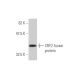 CRY2 Antibody (3H4) - Western Blotting - Image 348463