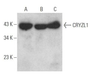 CRYZL1 Antibody (B-7) - Western Blotting - Image 369037 