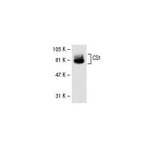 CS1 Antibody (24.1) - Western Blotting - Image 31111 