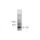CS1 Antibody (E-7) - Western Blotting - Image 290813