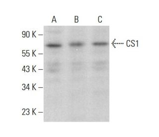 CS1 Antibody (E-7) - Western Blotting - Image 381945 