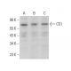 CS1 Antibody (E-7) - Western Blotting - Image 381945 