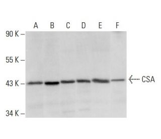 CSA Antibody (D-2) - Western Blotting - Image 303598 