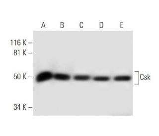 Csk Antibody (E-3) - Western Blotting - Image 296247