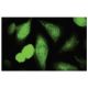CSN3 Antibody (RR12) - Immunofluorescence - Image 35640 
