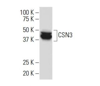 CSN3 Antibody (RR12) - Western Blotting - Image 34064 
