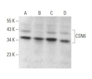CSN6 Antibody (B-1) - Western Blotting - Image 373190 