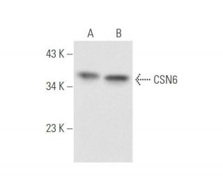 CSN6 Antibody (D-7) - Western Blotting - Image 58572