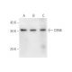 CSN6 Antibody (H-3) - Western Blotting - Image 58003 