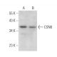 CSN6 Antibody (H-3) - Western Blotting - Image 371499