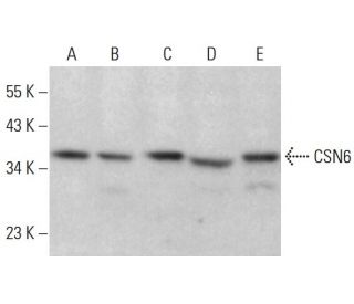 CSN6 Antibody (H-3) - Western Blotting - Image 383947 