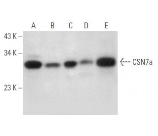 CSN7a Antibody (H-2) - Western Blotting - Image 314195 