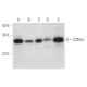 CSN7a Antibody (H-2) - Western Blotting - Image 314195 