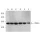 CSN7a Antibody (H-2) - Western Blotting - Image 375015