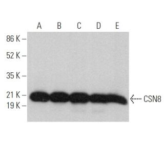 CSN8 Antibody (C-9) - Western Blotting - Image 375887
