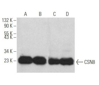 CSN8 Antibody (H-11) - Western Blotting - Image 368961
