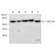 CstF-64 Antibody (E-9) - Western Blotting - Image 309618 