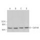 CstF-64 Antibody (E-9) - Western Blotting - Image 379928