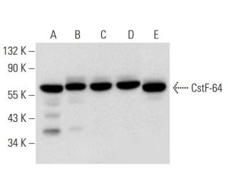 CstF-64 Antibody (H-1) - Western Blotting - Image 309649 