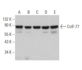 CstF-77 Antibody (F-3) - Western Blotting - Image 365436 