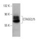 CTAGE2/5 Antibody (F-5) - Western Blotting - Image 139407 