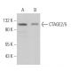 CTAGE2/5 Antibody (F-5) - Western Blotting - Image 366541 