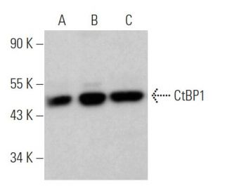 CtBP1 Antibody (G-5) - Western Blotting - Image 370878 
