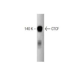 CTCF Antibody (48) - Western Blotting - Image 127486 