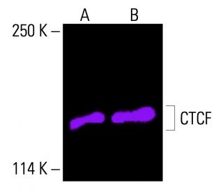 CTCF Antibody (B-5) - Western Blotting - Image 416602