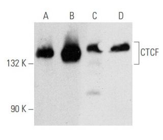 CTCF Antibody (G-8) - Western Blotting - Image 354693 