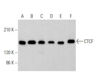 CTCF Antibody (G-8) - Western Blotting - Image 359673