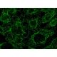 CTGF Antibody (6B13) - Immunofluorescence - Image 145437