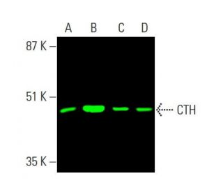 CTH Antibody (F-1) - Western Blotting - Image 378886 