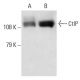 CtIP Antibody (E-2) - Western Blotting - Image 12908 