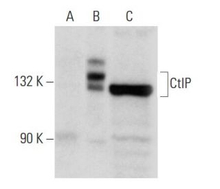CtIP Antibody (E-2) - Western Blotting - Image 46947 