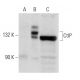 CtIP Antibody (E-2) - Western Blotting - Image 46947 