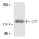 CtIP Antibody (E-2) - Western Blotting - Image 413047