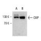 CtIP Antibody (F-2) - Western Blotting - Image 7464 