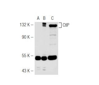 CtIP Antibody (F-2) - Western Blotting - Image 46945 