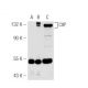 CtIP Antibody (F-2) - Western Blotting - Image 46945 