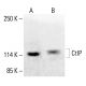 CtIP Antibody (F-2) - Western Blotting - Image 413018