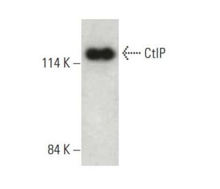 CtIP Antibody (D-4) - Western Blotting - Image 396499 