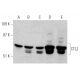 CTL2 Antibody (F7) - Western Blotting - Image 367979 