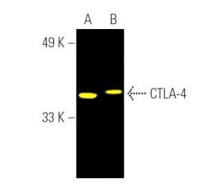 CTLA-4 Antibody (F-8) - Western Blotting - Image 391449The Double Nickase Plasmid features a U6 promoter for sgRNA expression, a 20 nt targeting sequence, and a gRNA scaffold to guide Cas9n. It includes a CBh promoter for Cas9n (D10A) and puromycin resistance, GFP for transfection verification, and nuclear localization signals (NLS). The 2A peptide allows co-expression of Cas9n and Puro from a single promoter, enabling precise genome editing with reduced off-target effects.